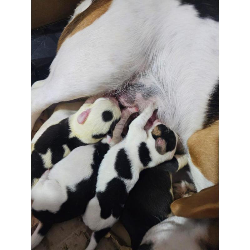 Cachorros Beagles Tricolor - 3
