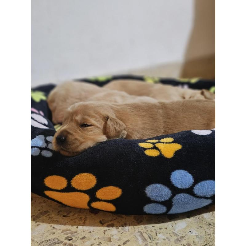 cachorros golden retriever