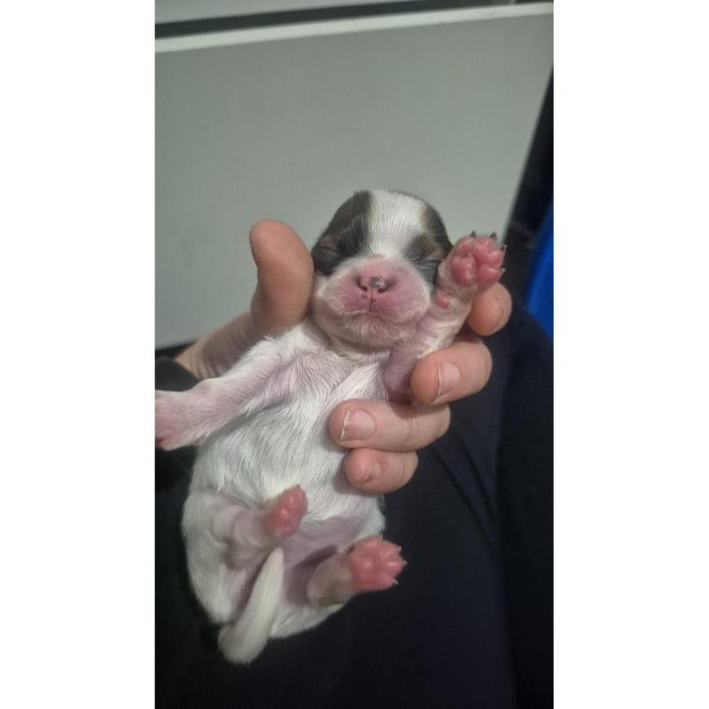 Shitzu bebe