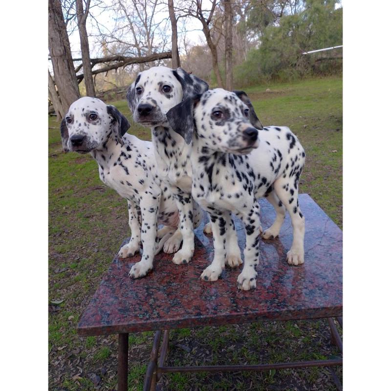Cachorros Dálmatas puros, padres a la vista. Se entregan vacunados y desparasitados