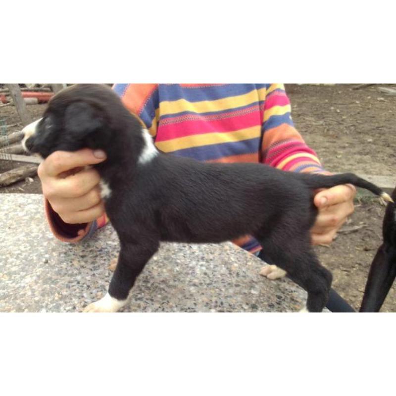 Cachorros galgos - 1/6