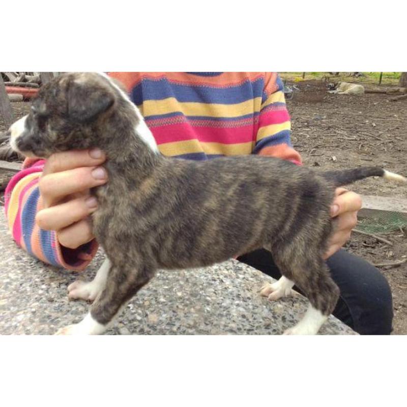 Cachorros galgos - 2/6