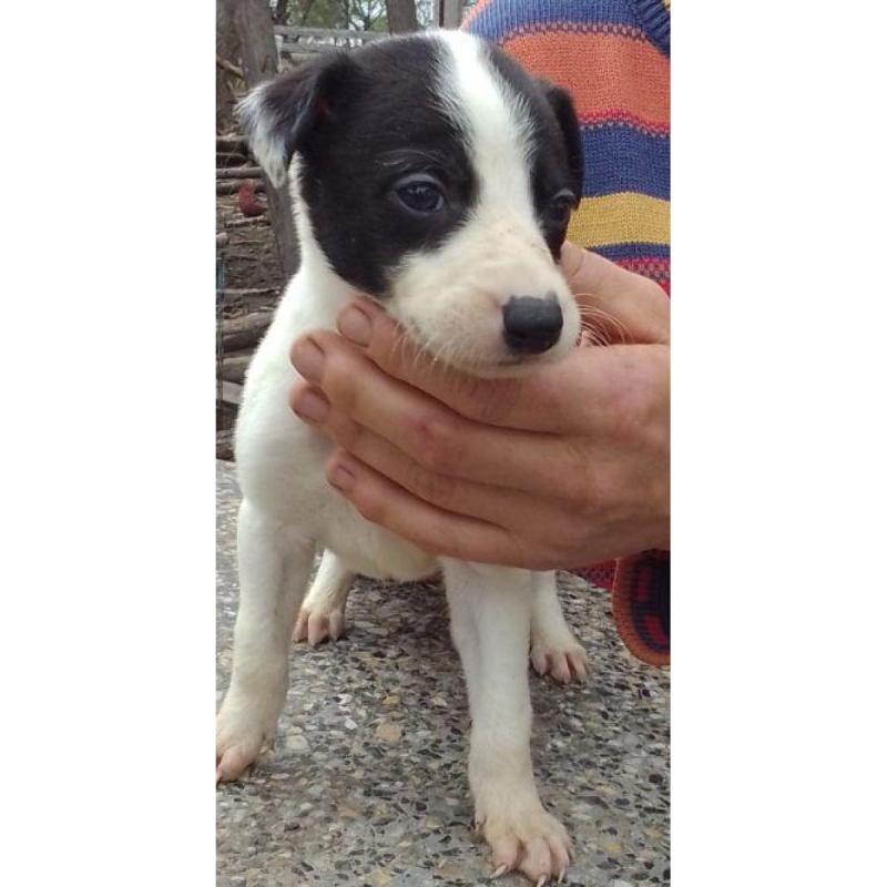 Cachorros galgos - 3/6