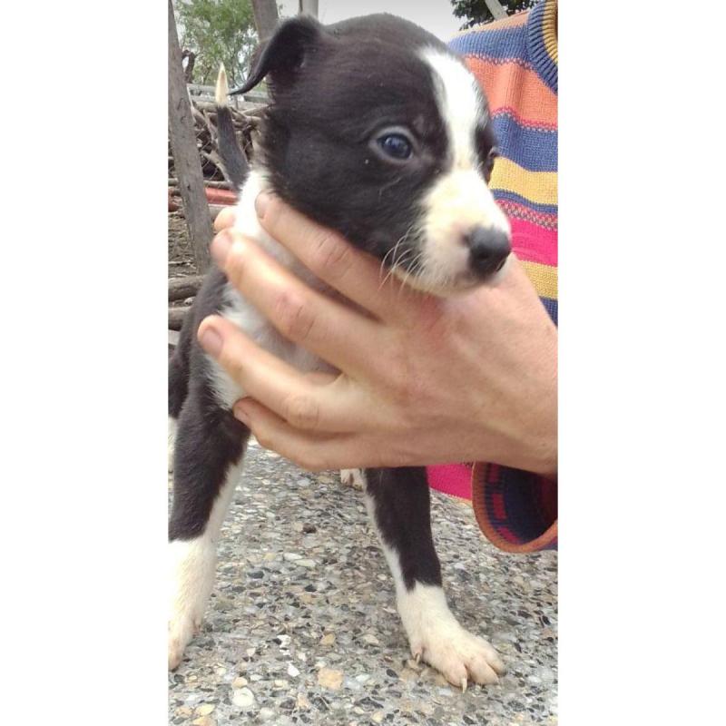 Cachorros galgos - 4/6