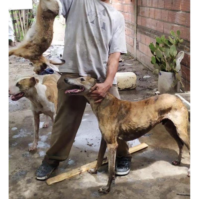 Cachorros galgos - 5/6