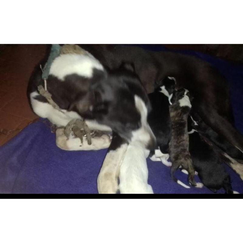 Cachorros galgos - 6/6