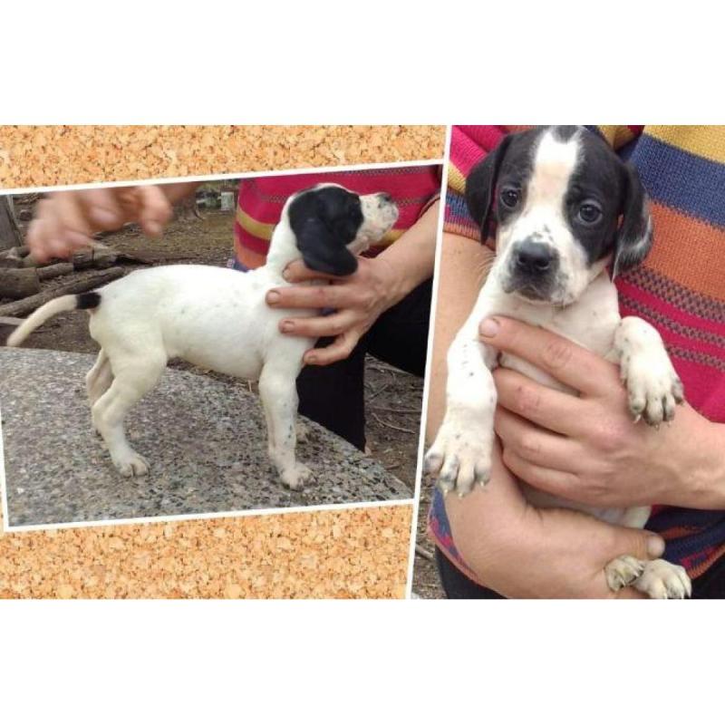 Cachorros pointer inglés - 1/5