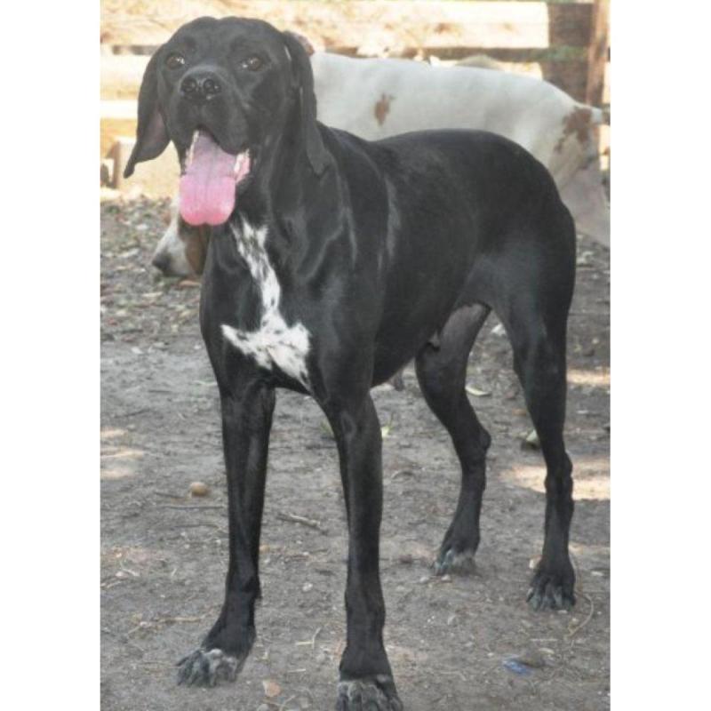 Cachorros pointer inglés - 3/5