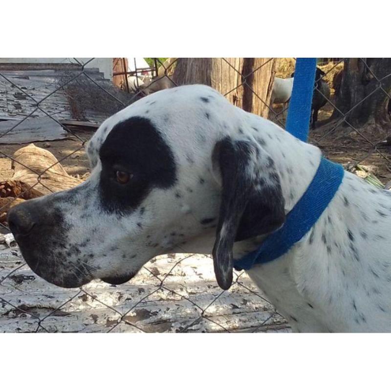 Cachorros pointer inglés - 4/5