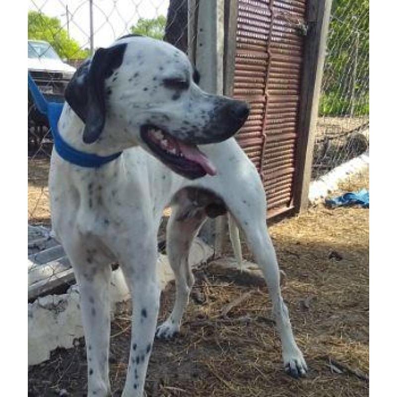 Cachorros pointer inglés - 5/5