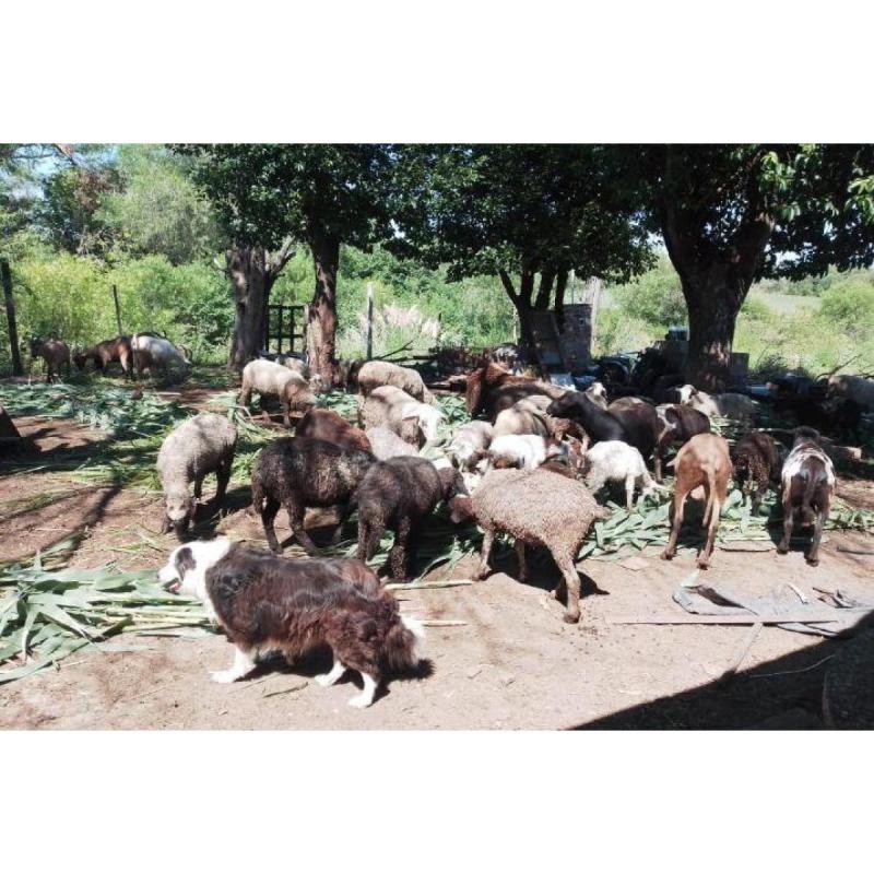 Cachorros border Collie - 1/8