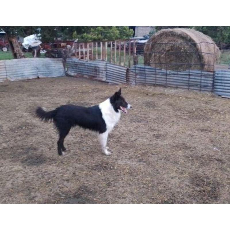 Cachorros border Collie - 2/8