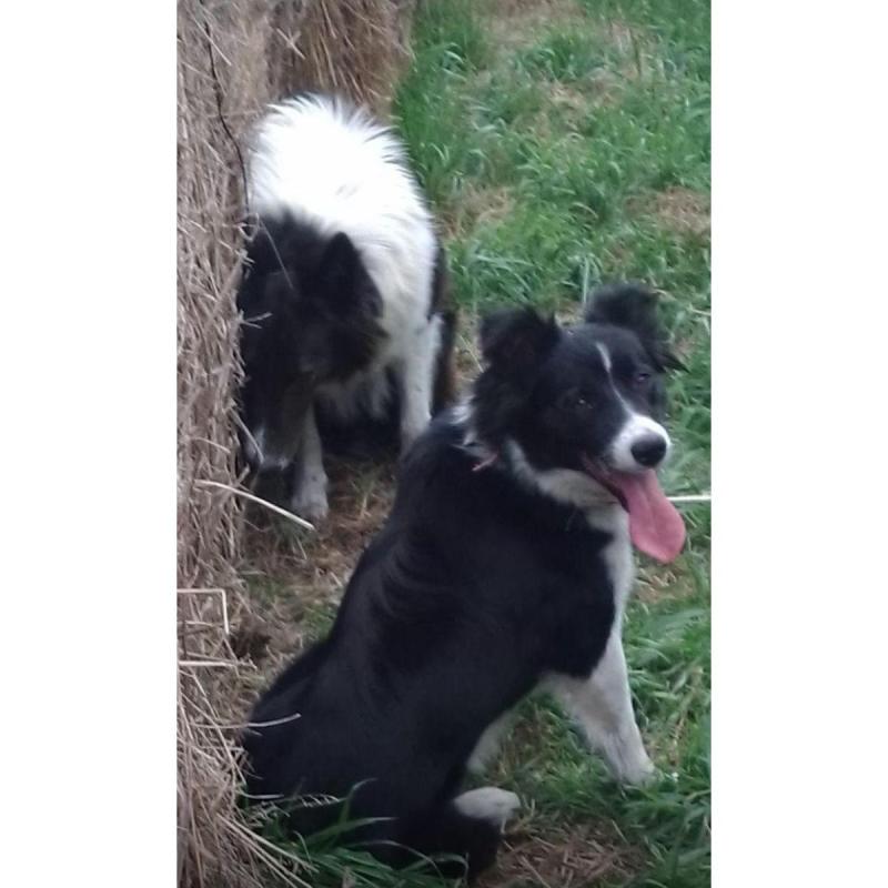 Cachorros border Collie - 3/8