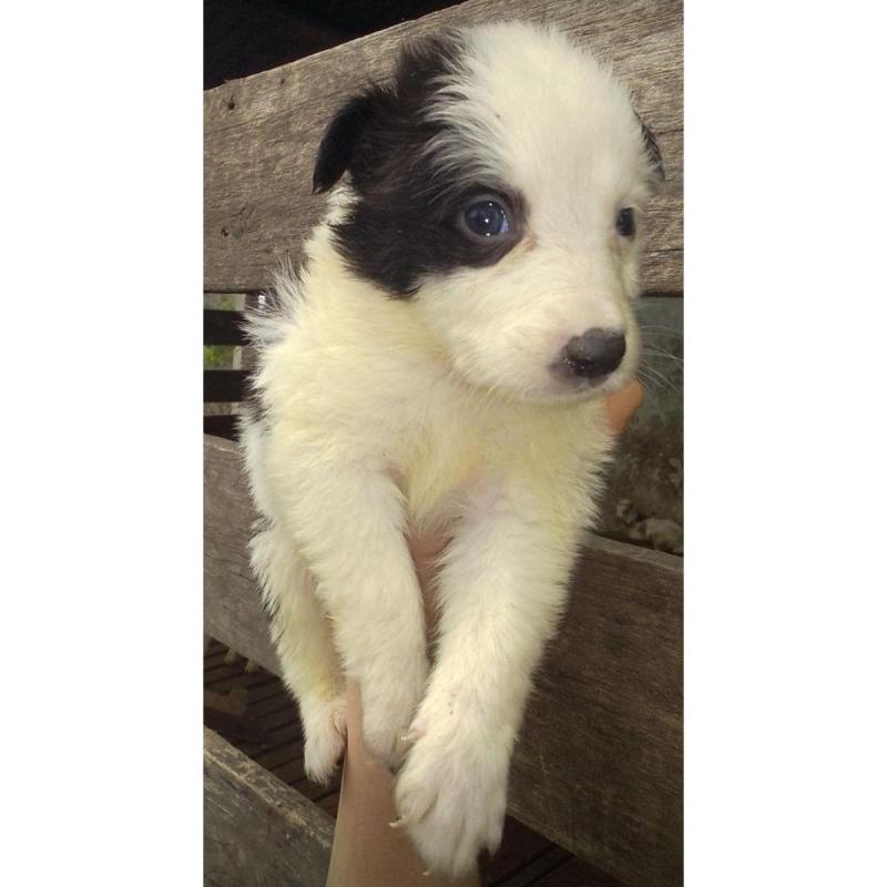 Cachorros border Collie - 4/8