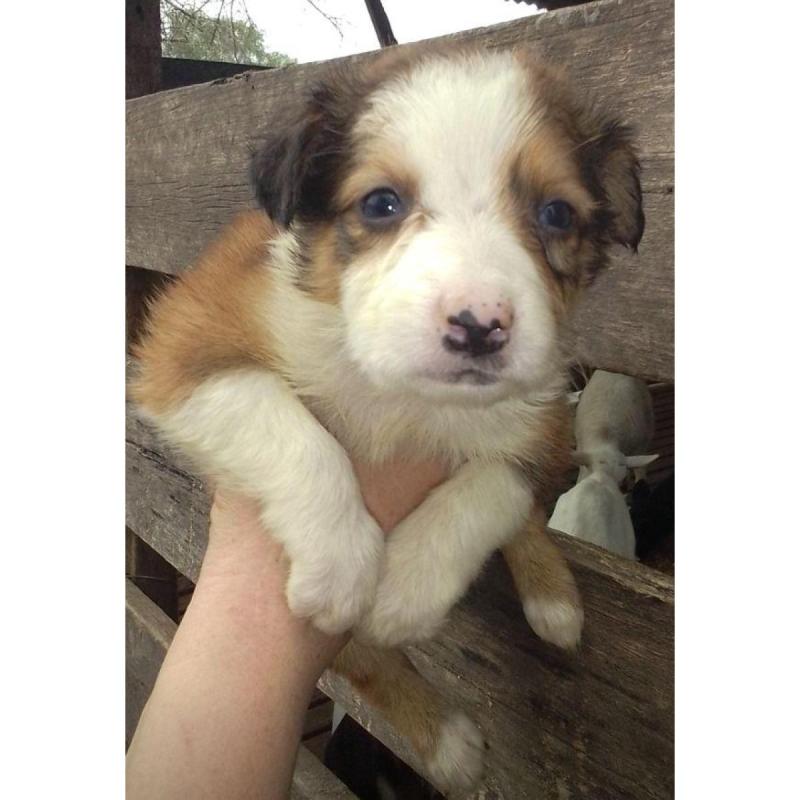Cachorros border Collie - 5/8