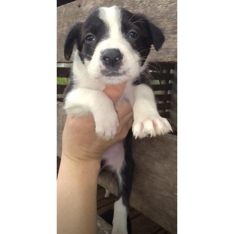 Cachorros border Collie - 6/8