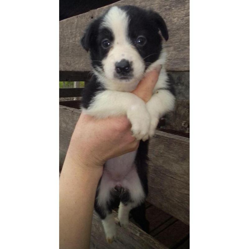 Cachorros border Collie - 7/8