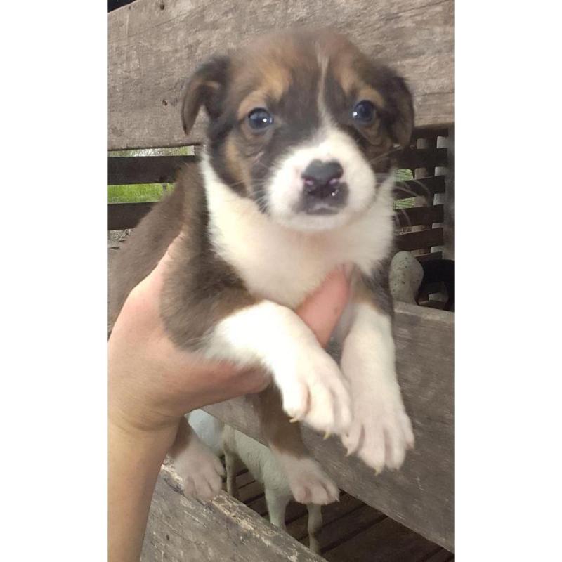 Cachorros border Collie - 8/8