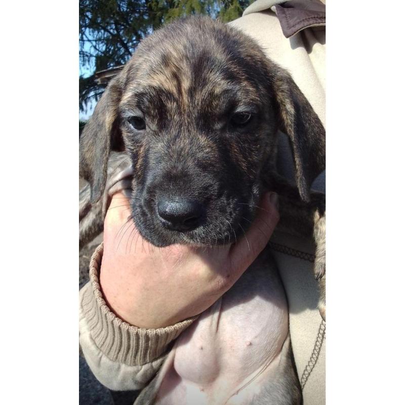 Cachorros fila brasilero línea OFB