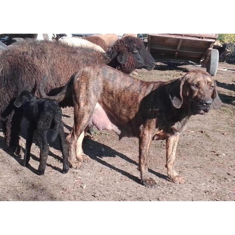 Cachorros fila brasilero línea OFB - 3