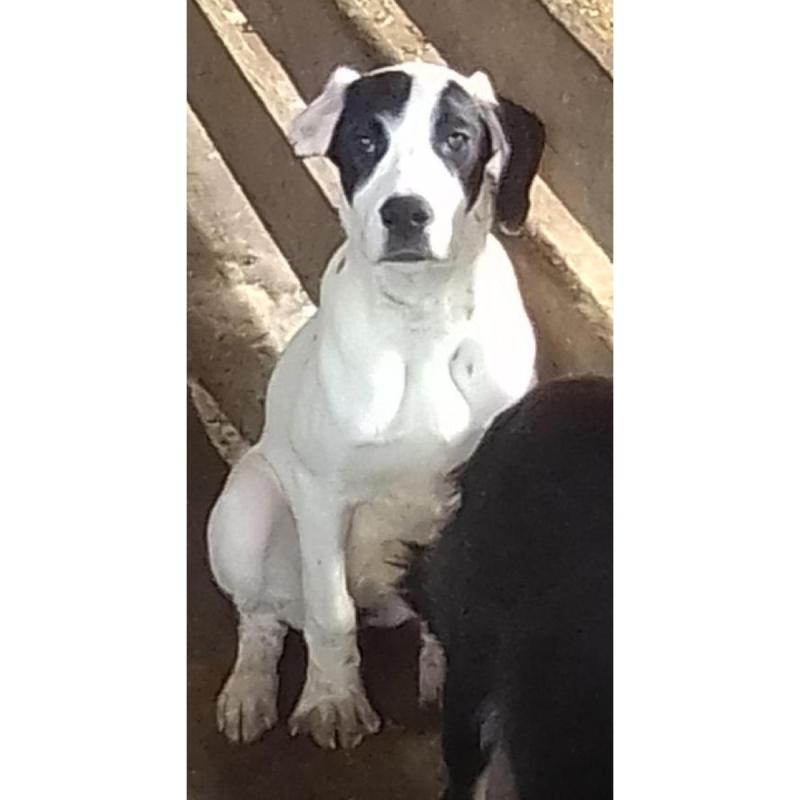 Cachorros preseros con sangre dogo argentino - 1/9