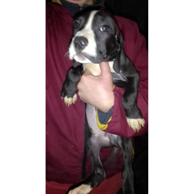 Cachorros preseros con sangre dogo argentino - 2/9