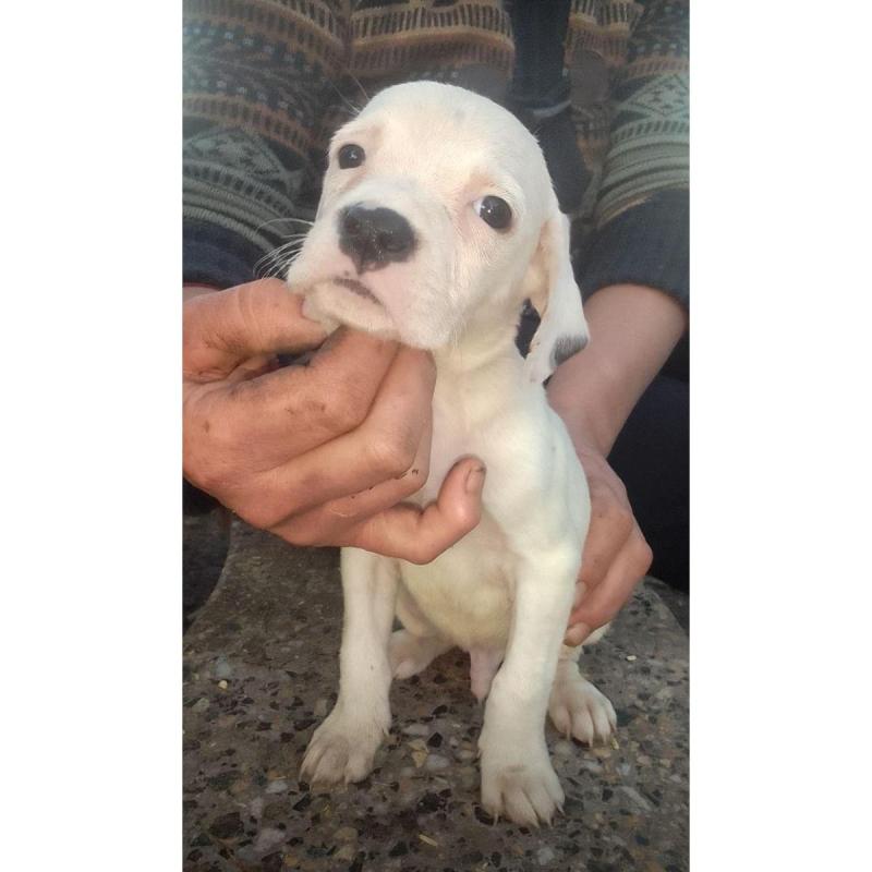 Cachorros preseros con sangre dogo argentino - 3/9