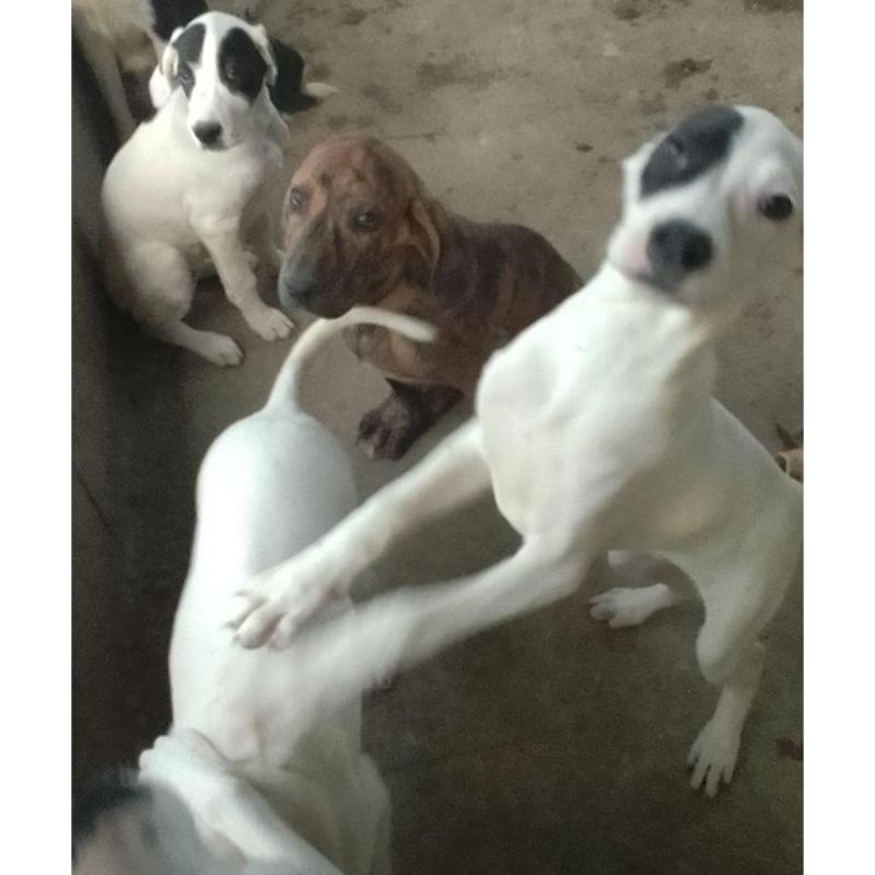 Cachorros preseros con sangre dogo argentino - 4/9