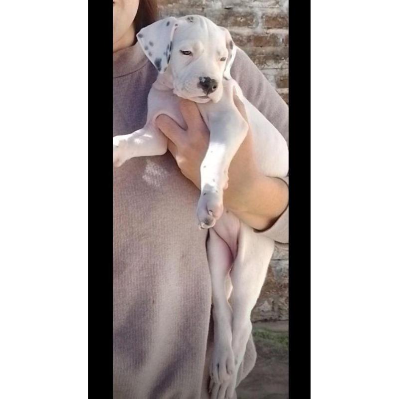 Cachorros preseros con sangre dogo argentino - 5/9