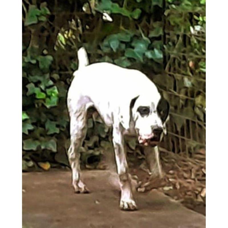 Cachorros preseros con sangre dogo argentino - 6/9