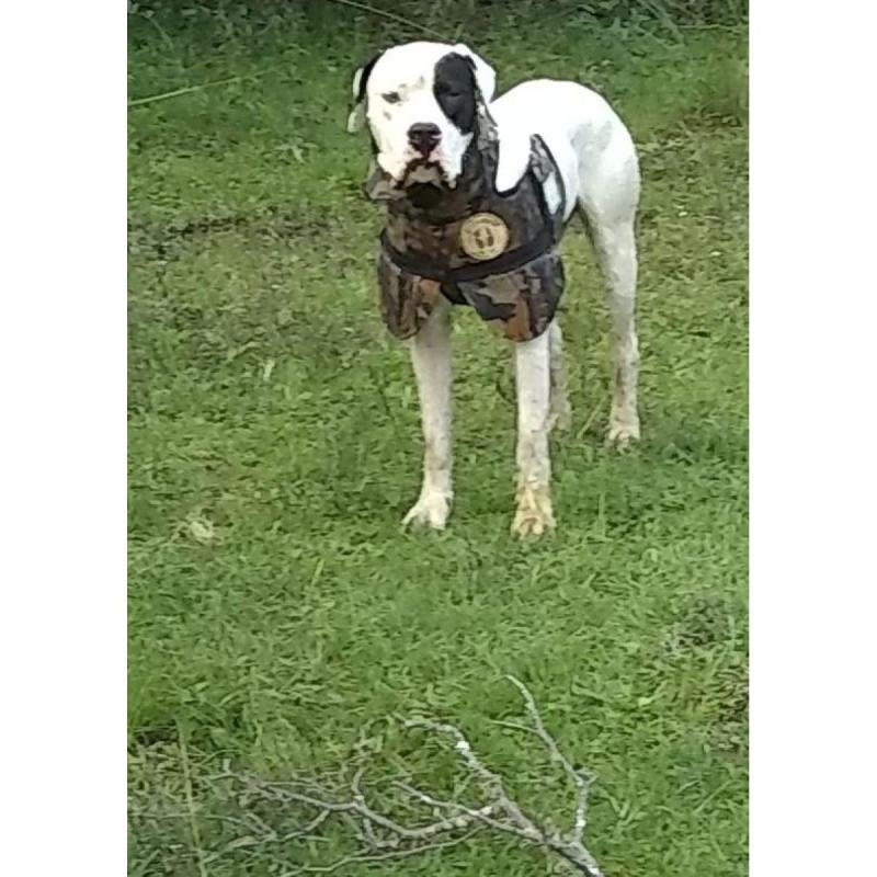 Cachorros preseros con sangre dogo argentino - 7/9