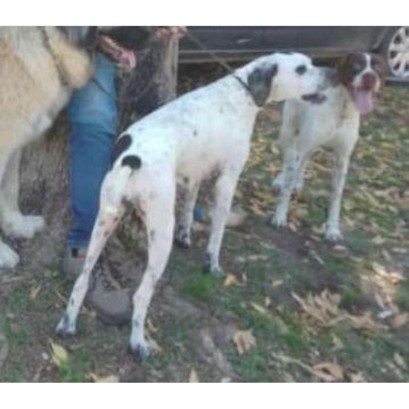 Cachorros preseros con sangre dogo argentino - 8/9