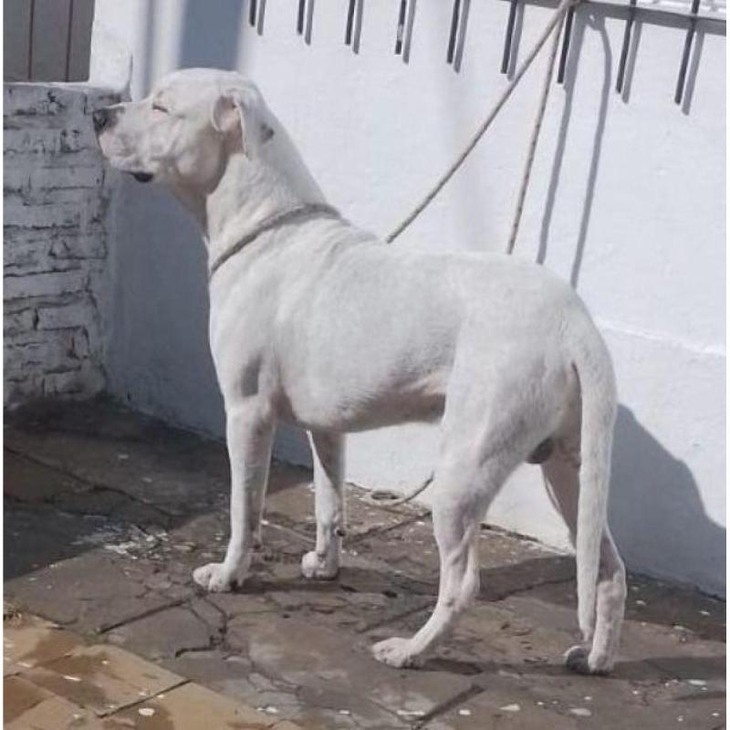Cachorros preseros con sangre dogo argentino - 9/9