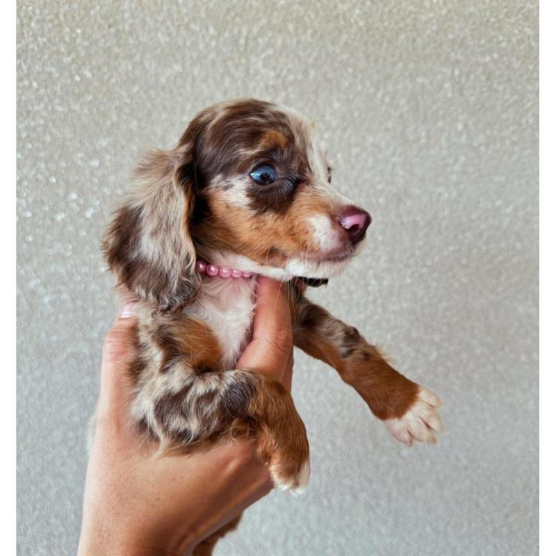Cachorros salchichas Dachshund pelo largo y corto!!