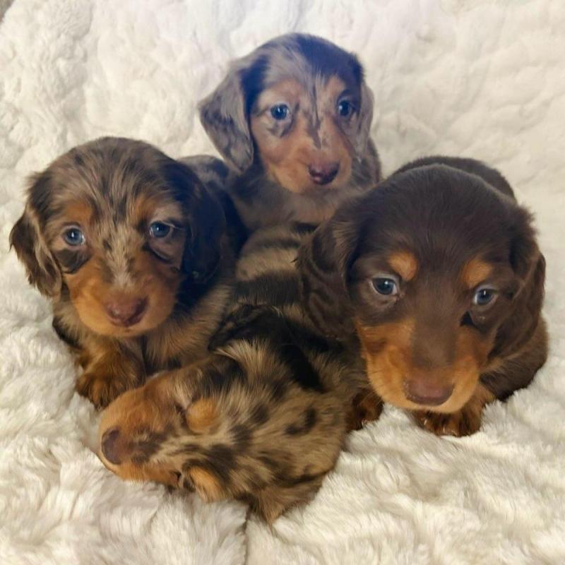 Cachorros salchichas Dachshund pelo largo y corto!! - 2