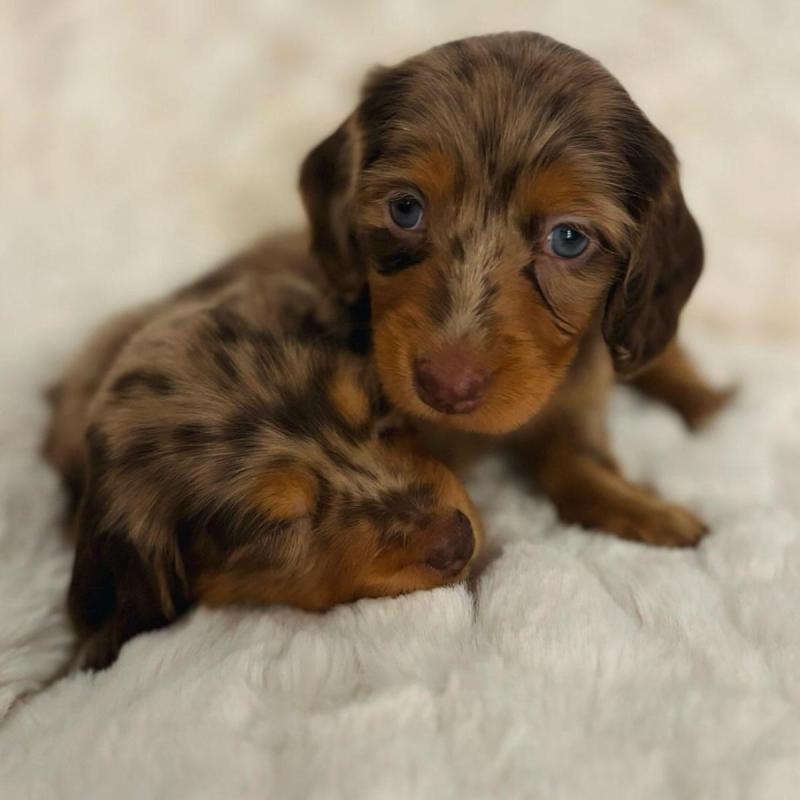 Cachorros salchichas Dachshund pelo largo y corto!! - 3