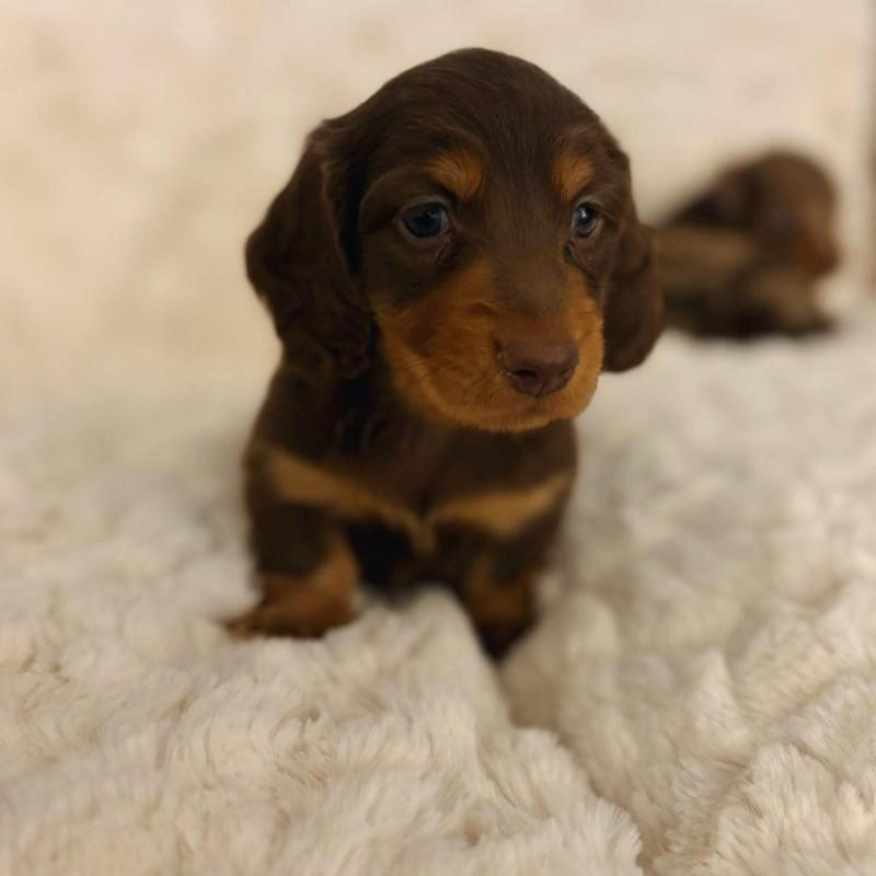 Cachorros salchichas Dachshund pelo largo y corto!! - 4