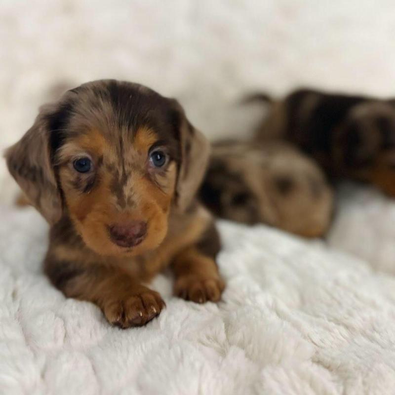 Cachorros salchichas Dachshund pelo largo y corto!! - 5