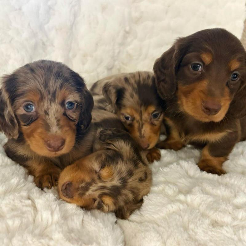 Cachorros salchichas Dachshund pelo largo y corto!! - 6