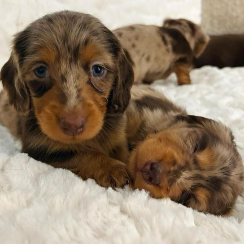 Cachorros salchichas Dachshund pelo largo y corto!! - 7