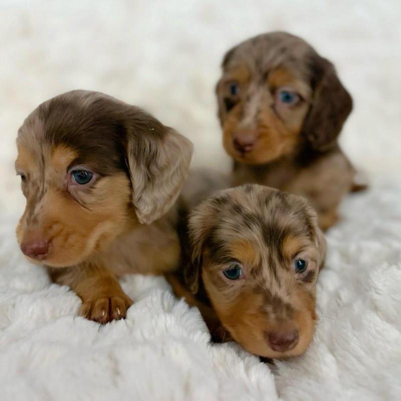 Cachorros salchichas Dachshund pelo largo y corto!! - 8