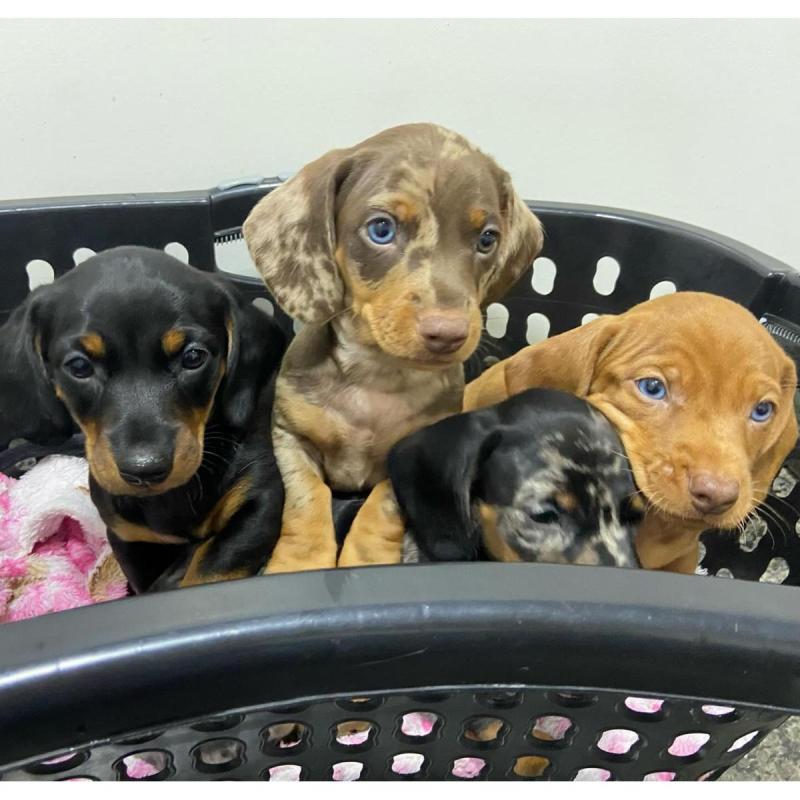 Cachorros salchichas Dachshund pelo largo y corto!! - 9