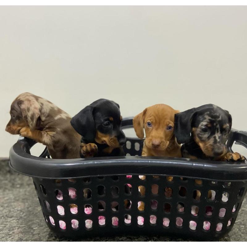 Cachorros salchichas Dachshund pelo largo y corto!! - 10