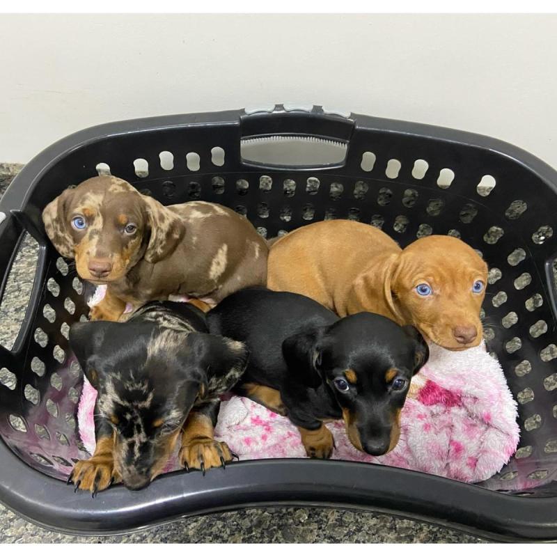 Cachorros salchichas Dachshund pelo largo y corto!! - 11