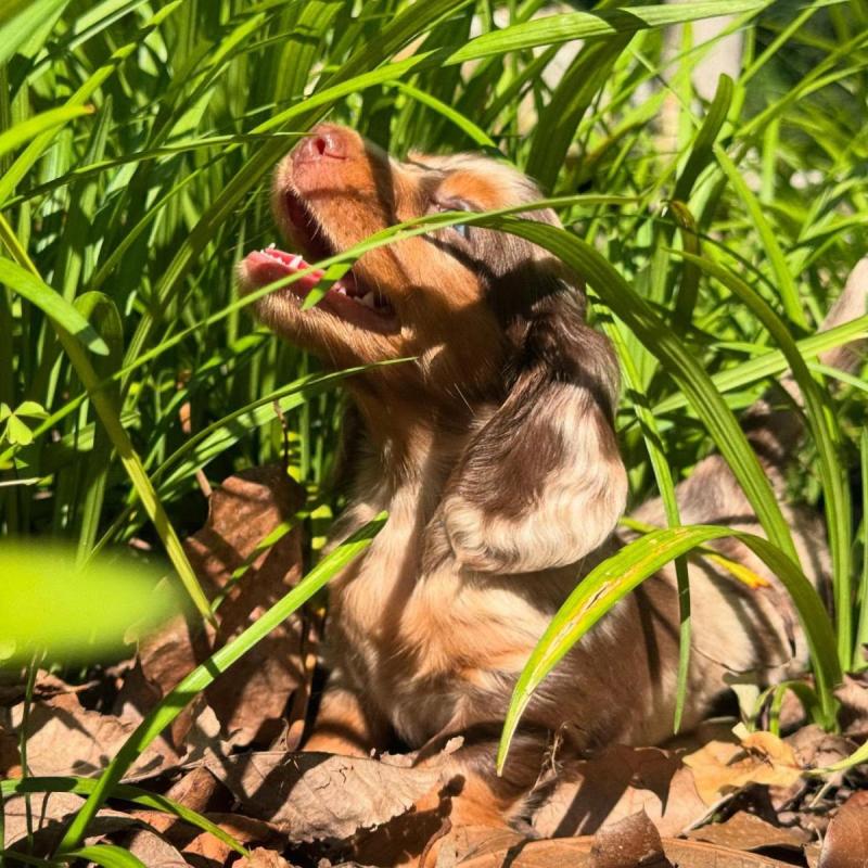 Cachorros salchichas Dachshund pelo largo y corto!! - 12