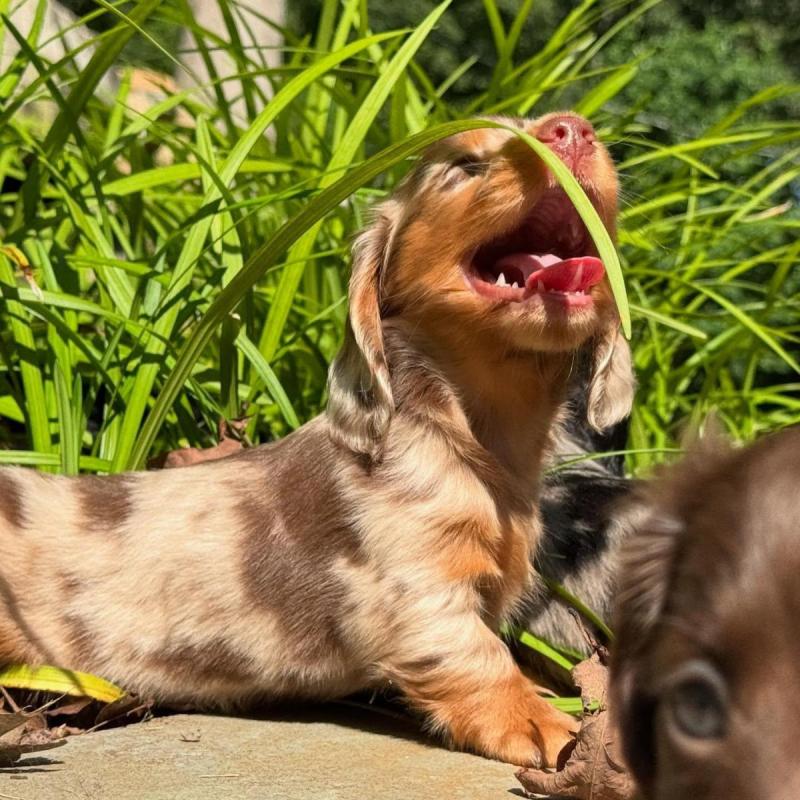 Cachorros salchichas Dachshund pelo largo y corto!! - 13