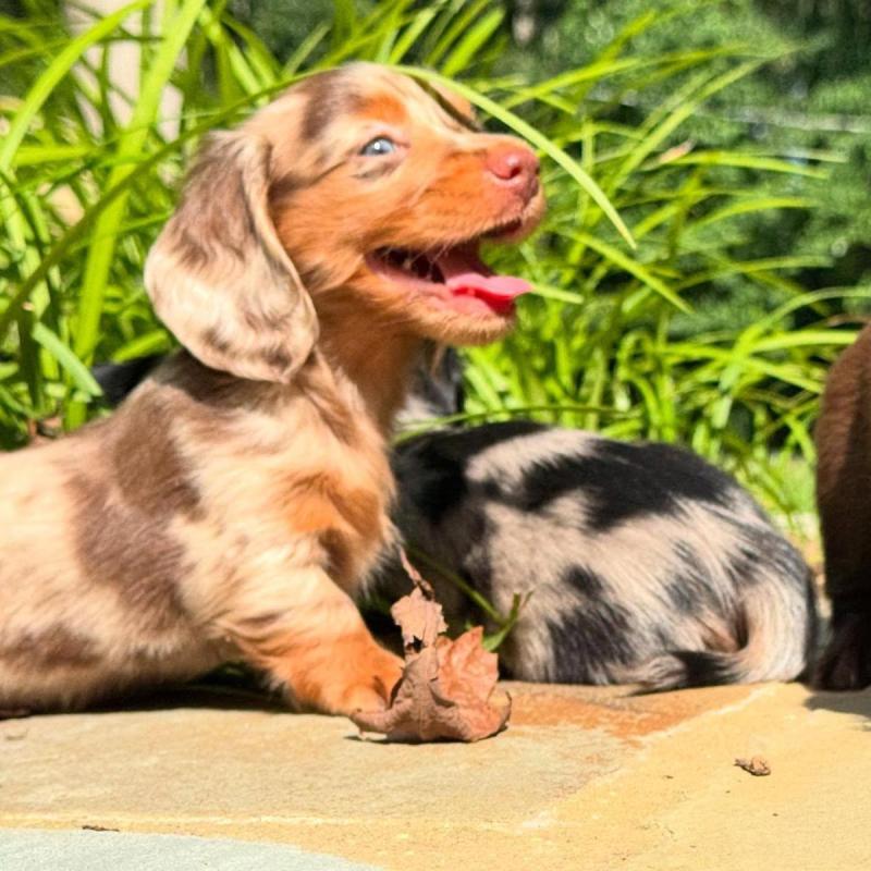 Cachorros salchichas Dachshund pelo largo y corto!! - 14