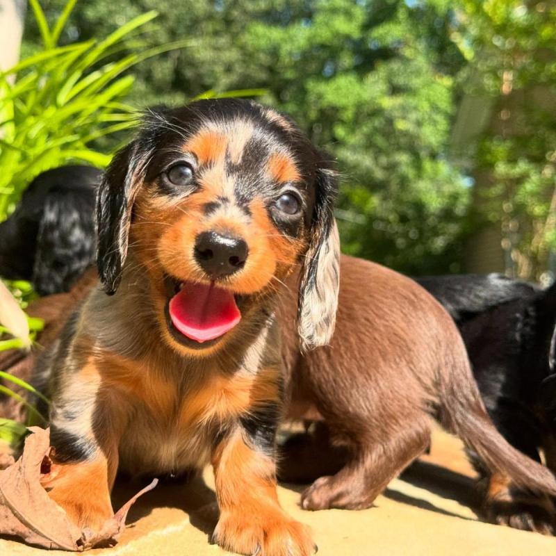 Cachorros salchichas Dachshund pelo largo y corto!! - 15