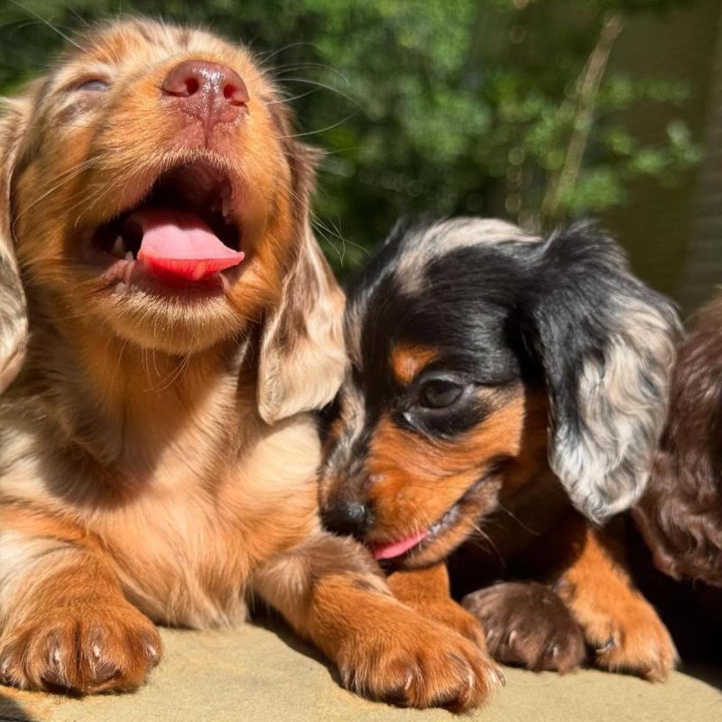 Cachorros salchichas Dachshund pelo largo y corto!! - 17