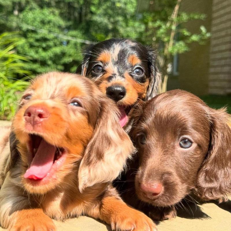Cachorros salchichas Dachshund pelo largo y corto!! - 18